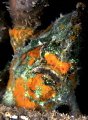   Frogfish  